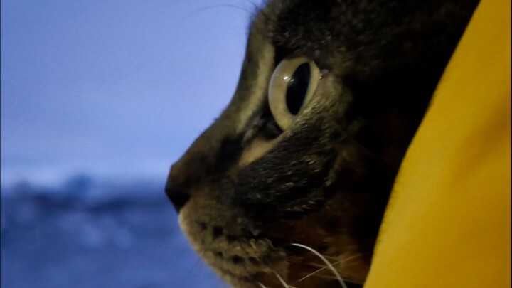 ข้าม 7,500 กิโลเมตรไปนอร์เวย์ในเขตอาร์กติกเพื่อตามล่าปลาวาฬ