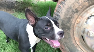 เสียงหมาเห่า หมาน้อยน่ารักเห่า