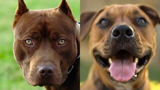 Pitbulls สุขภาพดี EP14 การรวบรวม Pitbull ที่ตลกและน่ารัก