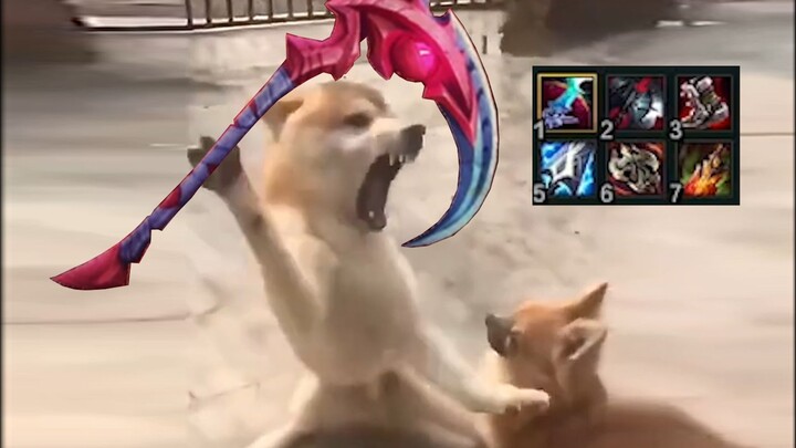 Red Kai, Red Kai—even dogs love to play!!! The Darkspawn Bloodmage Assassin