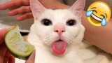 Funniest Animal Videos 2023🤣 - Funniest Cats😹 and Crazy Dogs🐶 Videos!