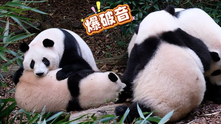 25.08.14 Hoa Hoa dùng giọng non nớt bùng nổ quát lá cây, lá cây: Cứ quát đi, tôi nhất định sẽ dán và