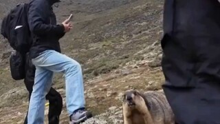 Two groundhogs fighting, attracting many people to watch, netizens: "Look at the balance of the moon