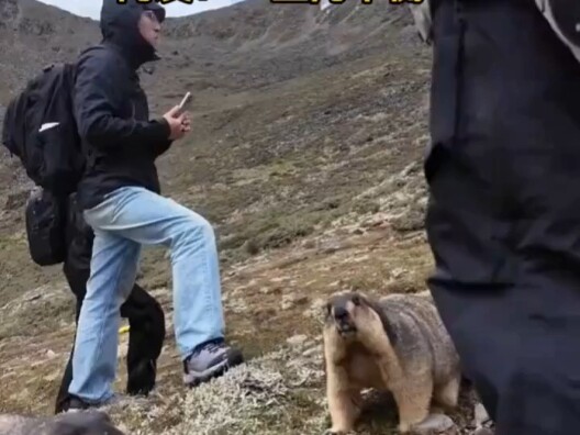 Two groundhogs fighting, attracting many people to watch, netizens: "Look at the balance of the moon
