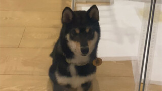 Bedroom Defense Battle 5