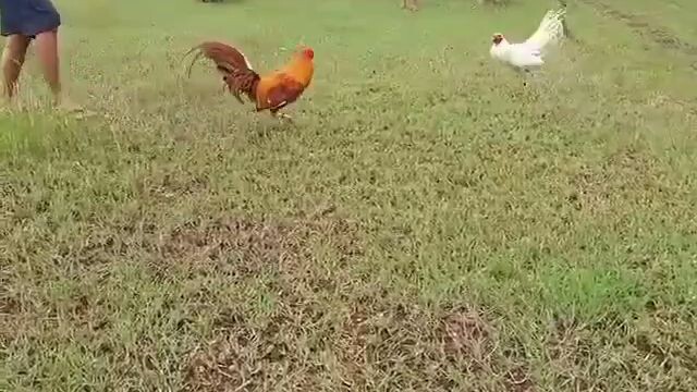 white chilso vs kabyara. bat sumabay ang malas ko huhu ayan tuloy talo ako