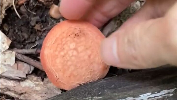 Woman Accidentally Discovers a Rare “Mushroom”