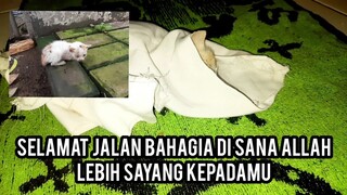 innalillahiwainnailaihirojiun Anak kucing Yang Di Buang Orang Di Bawah Tower Telah Tiada..!