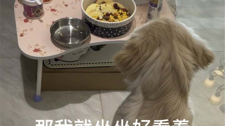 The cutest thing ever: a doggie eating its food so nicely (*ˉ︶ˉ*)