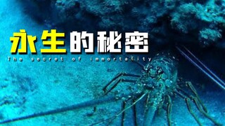[Science] Lobsters can theoretically achieve "immortality"—why can't humans, despite both being carb