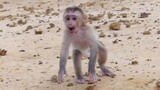 So Pathetic! baby monkey Maki Shout​ Crying run Follow​ Mom Because​ mom Far away​ from him
