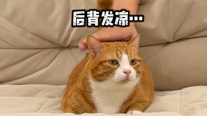 Orangnya sudah pergi, tapi tangannya masih membelai kucing.