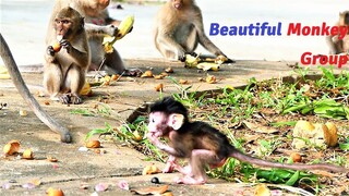 Wow! Group of Baby Monkey Conducting Reactional Activities with Cute Actions