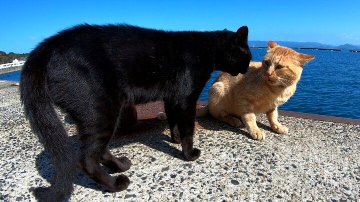 [Hewan] Kucing bertengkar di Pulau Kucing