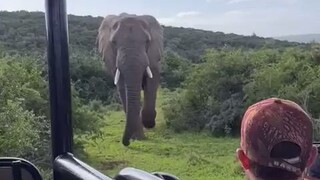 南非一保护区的大象，和人类来了个亲密接触，为那位长发小哥捏了一把汗...