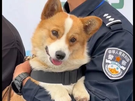 ชนิดของสุนัขทหารของจีน