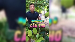 Nghỉ dưỡng ở Cần Thơ