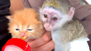 “นี่ขวดของฉัน!” - ลูกลิงซูซี่กังวลว่าลูกแมวบุญธรรมจะกินนมหมด