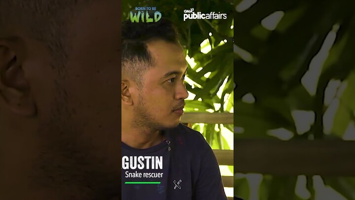 Mga nahuling cobra, isinuko! #shorts | Born to be Wild