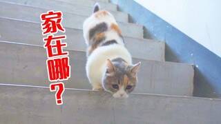 What will a cat do if you kick it out of the house? Cat: I can't find my way home!