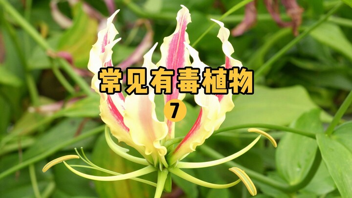 [Penemu Buah Hunter x Hunter] Mengidentifikasi 7 Tanaman Beracun yang Sering Ditemui di Sekitar Kita