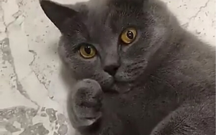 Cat: You should try some too, it’s really delicious.