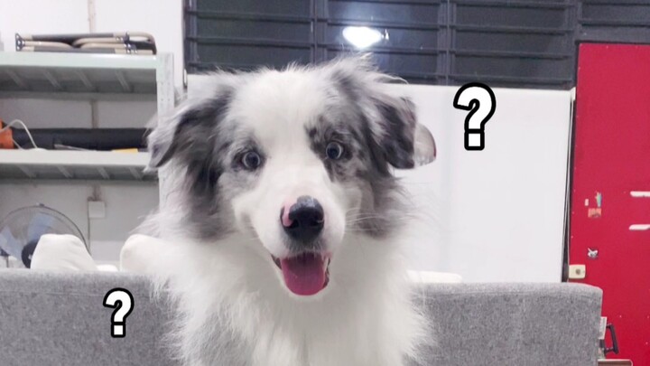 การแข่งขัน “ตีตุ่งตุ่ง” ของสุนัขเลี้ยงแกะเวลช์~ เห็นได้ชัดว่าเรื่องไอคิล่ะนะ สำคัญไม่น้อยเลยทีเดียว.