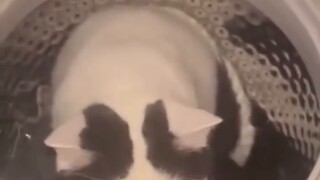 Washing Machine and Cat Pure Edition Collection