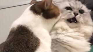 แมวน้อยทะเลาะกัน