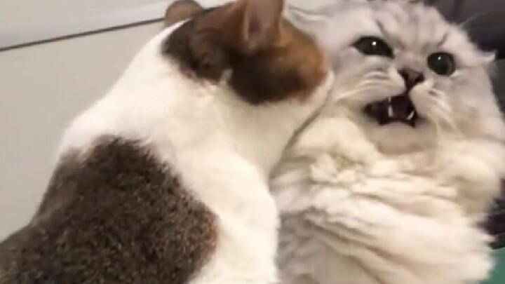 Mèo con đánh nhau