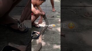 King cobra bite #kingcobra