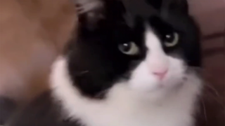 猫猫惨叫
