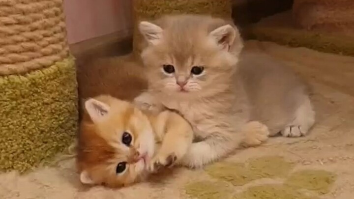 Little Orange was pinned to the ground and bullied by his bully brothers~