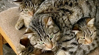 هههه، مجموعة من القطط الصغيرة!