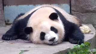 Panda Ji Xiao - So Tired after the Labor Day