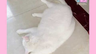 [Vietsub] Cục mỡ màu trắng siu đáng iêuuuuuuuu | Ổ nhỏ của Hoài
