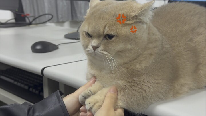 Mèo con: Cả đời tôi như đi trên băng mỏng.