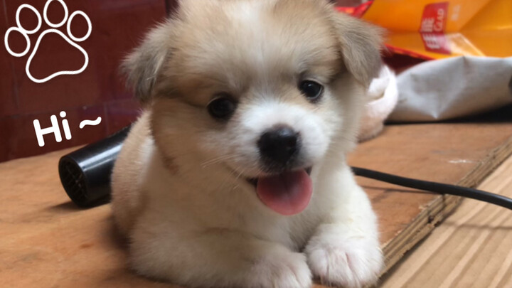 The puppy's short legs stop it from jumping onto the bed