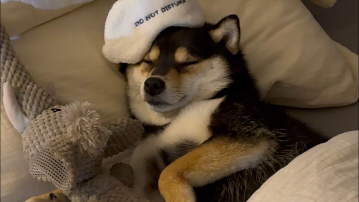 What Does My Dog Do While I'm Sleeping?