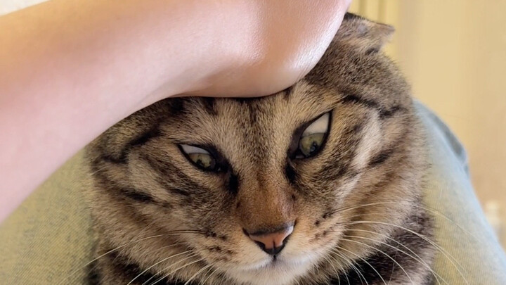 Kucing: Ngapain kamu ngajarin aku cara ngeong?