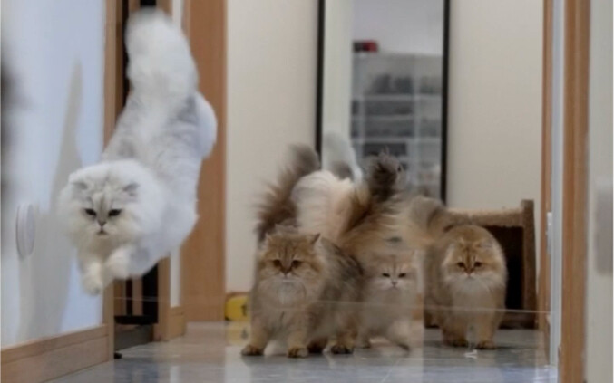 What happens when a cat goes to eat and encounters an obstacle??? Next episode preview