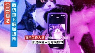 Mengasuh Kucing di Bawah Tanah 3 | Kucing jantan tidak boleh bekerja jika tidak lucu! Wartawan mengg