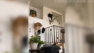 Những con người ngốc nghếch nhất hành tinh #96