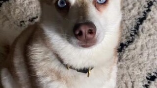 This is why Klee Kai are like cats 🐈