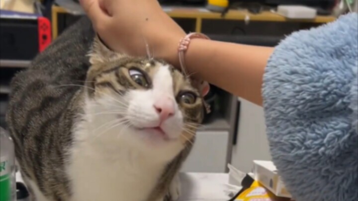 Cat: “If you’re bad, just practice more! If you can’t handle losing, don’t play at all!!”