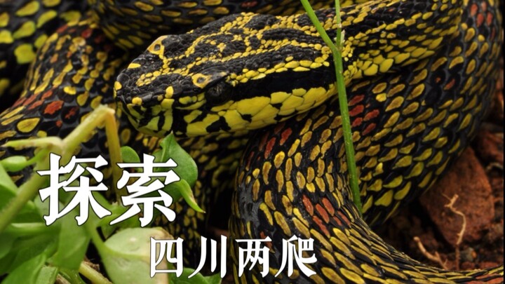 Hidden in the misty, rain-soaked mountains of Sichuan lies the vividly colored, highly venomous flow