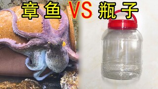 章鱼VS瓶子，捕食难度升级！这回把螃蟹放进瓶子里！