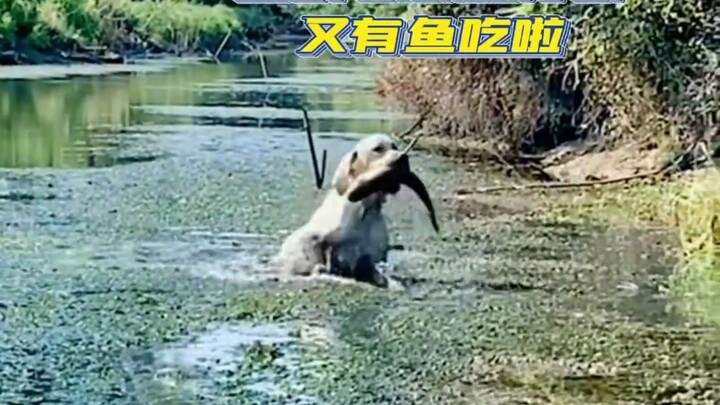 拉布拉多好大儿每次回来总会带点惊喜