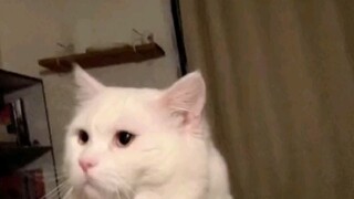 小姐姐的高冷猫咪，从来不喜欢被摸摸，只能它主动！