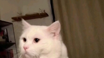 قطة الآنسة الجميلة الباردة، لا تُحب أبدًا أن تُلَمس، بل يجب أن تكون هي المبادرة!